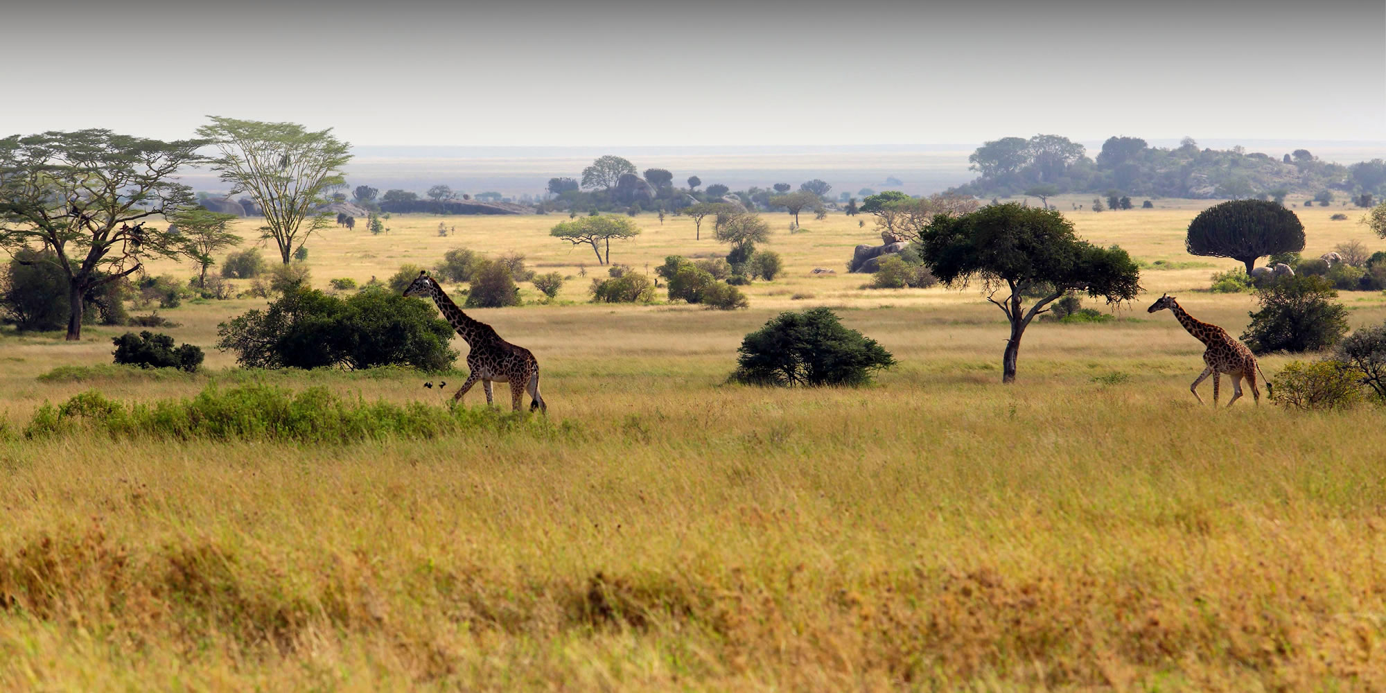 serengeti national park