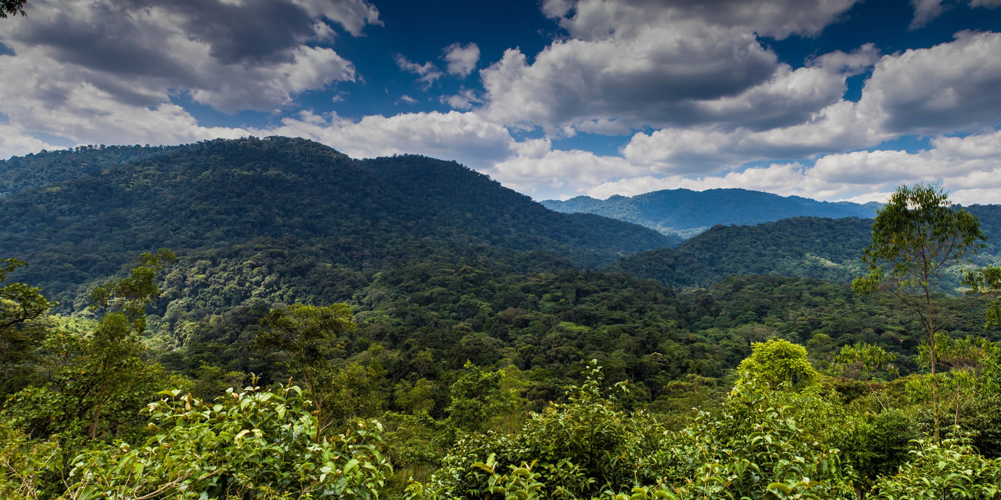 bwindi national park