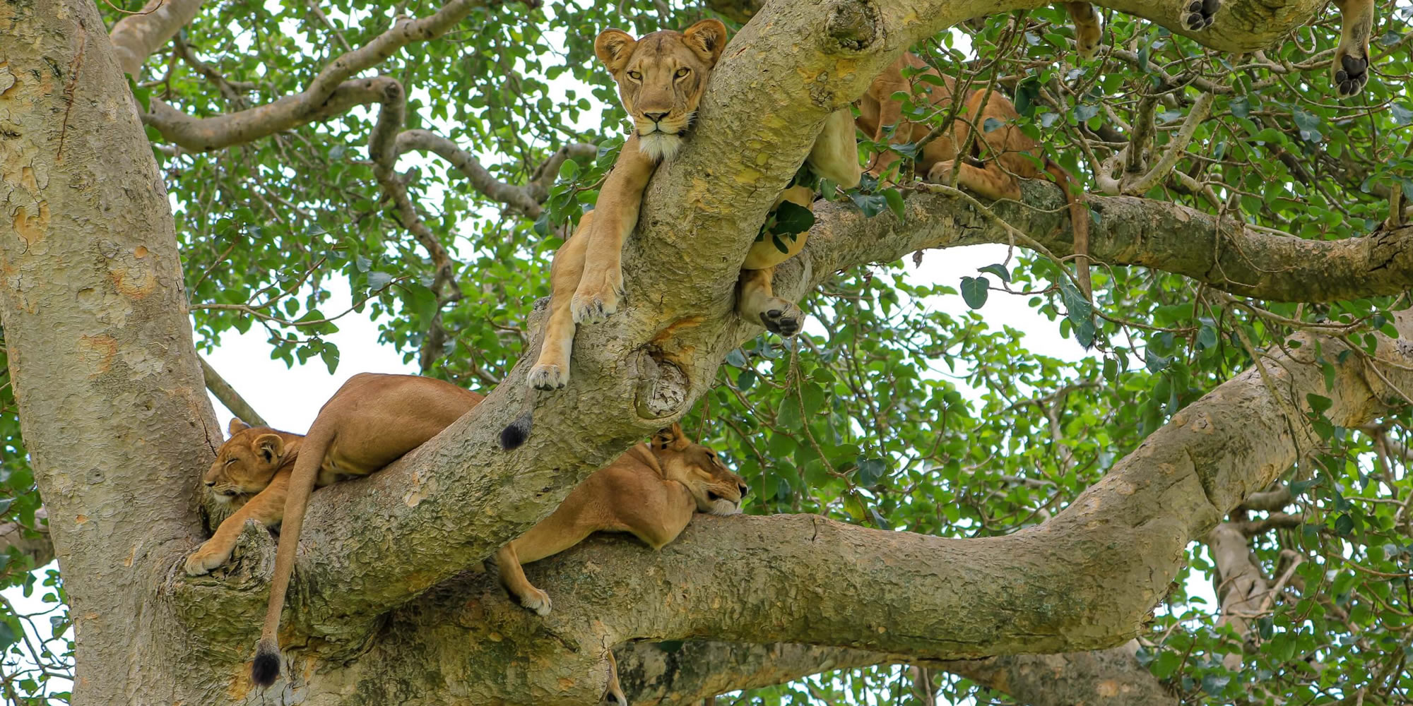 queen elizabeth national park